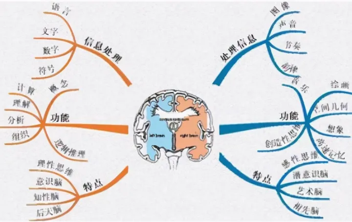 九游体育APP-麻省理工最新研究：父母多和娃聊天，能让大脑发育更好，更聪明